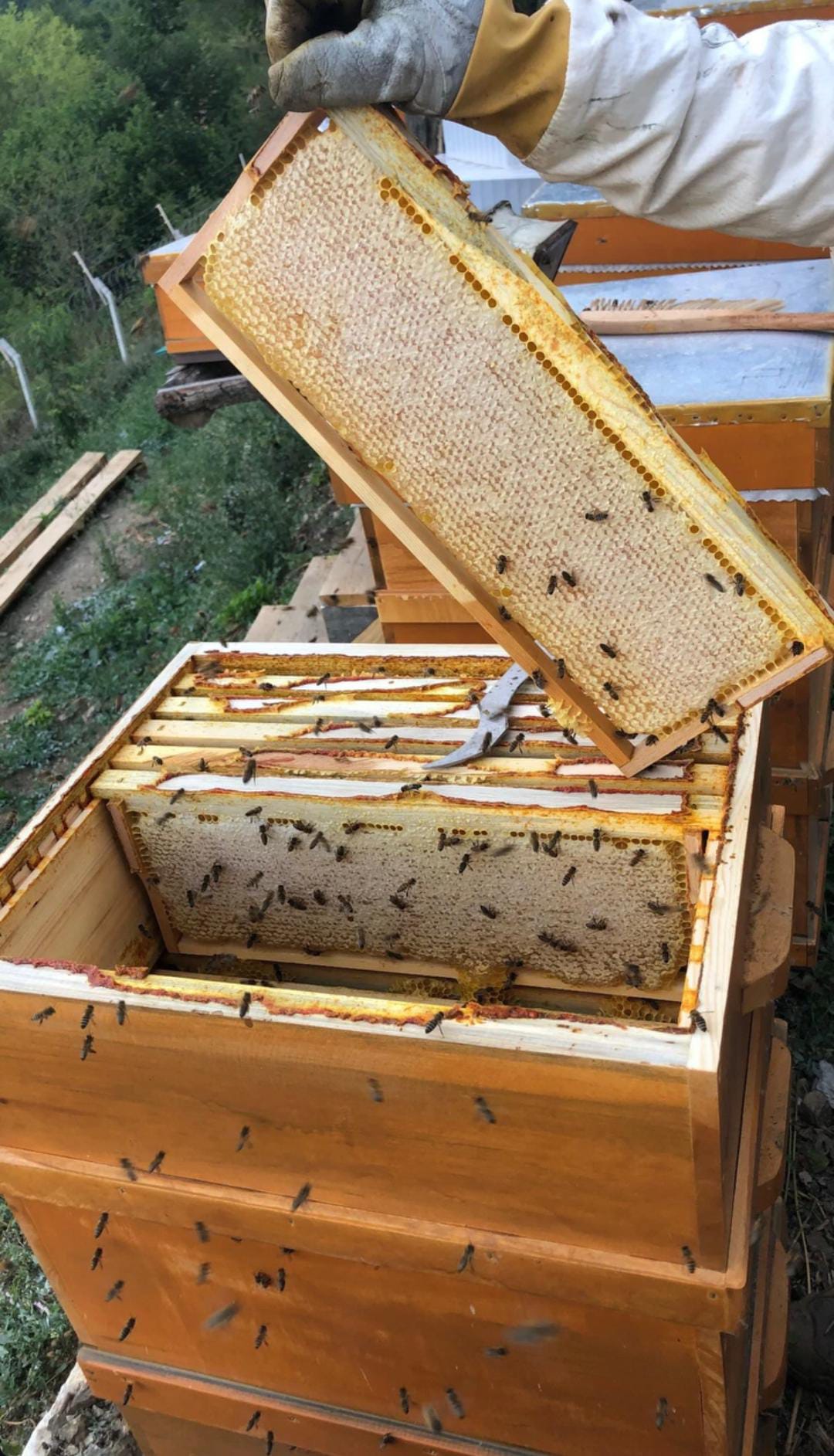 Fermanlı Arıcılık